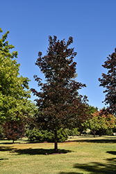 Crimson Sunset Maple (Acer 'JFS-KW202') at Peter Knippel Garden Centre
