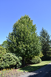 Redpointe Red Maple (Acer rubrum 'Frank Jr.') at Peter Knippel Garden Centre