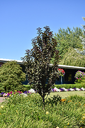Raspberry Spear Flowering Crab (Malus 'JFS KW213MX') at Lakeshore Garden Centres