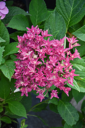 WOWTime Hydrangea (Hydrangea macrophylla 'H21-3') at Lakeshore Garden Centres