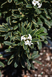 Splash Variegated Summer Daphne (Daphne 'Splash') at Lakeshore Garden Centres