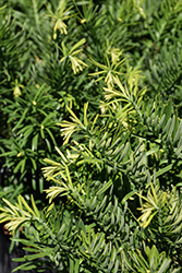 Hedgehog Japanese Plum Yew (Cephalotaxus harringtonia 'Hedgehog') at Lakeshore Garden Centres