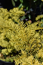 Watnong Gold Yew (Taxus baccata 'Watnong Gold') at Lakeshore Garden Centres