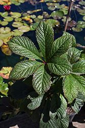 Bronze Peacock Rodgersia (Rodgersia 'Bronze Peacock') at Lakeshore Garden Centres