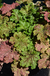 Splashberry Coral Bells (Heuchera 'Splashberry') at Lakeshore Garden Centres