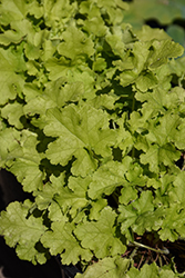 Gooseberry Lime Coral Bells (Heuchera 'Gooseberry Lime') at Lakeshore Garden Centres