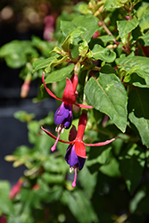 Golden Gate Hardy Fuchsia (Fuchsia 'Golden Gate') at Lakeshore Garden Centres