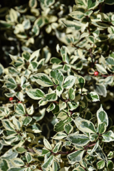 Variegated Italian Buckthorn (Rhamnus alaternus 'Argenteovariegata') at Lakeshore Garden Centres