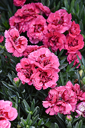 Oscar Cherry and Velvet Carnation (Dianthus caryophyllus 'KLEDP07089') at Lakeshore Garden Centres