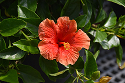 Santana Hibiscus (Hibiscus rosa-sinensis 'Santana') at Lakeshore Garden Centres