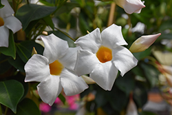 Sun Parasol White Mandevilla (Mandevilla 'Sun Parasol White') at Lakeshore Garden Centres