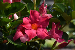 Sun Parasol Pink Mandevilla (Mandevilla 'Sun Parasol Pink') at Lakeshore Garden Centres