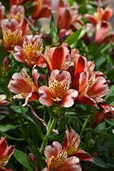 Inca Husky Alstroemeria (Alstroemeria 'Koncahusky') at Lakeshore Garden Centres