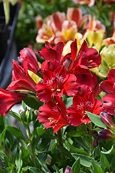 Inca Bandit Alstroemeria (Alstroemeria 'Koncaband') at Lakeshore Garden Centres