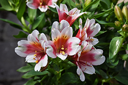 Inca Lucky Alstroemeria (Alstroemeria 'Koncalucky') at Lakeshore Garden Centres
