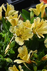 Inca Rio Alstroemeria (Alstroemeria 'Koncario') at Lakeshore Garden Centres
