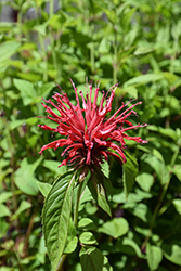 Fire Marshall Beebalm (Monarda 'Fire Marshall') at Lakeshore Garden Centres