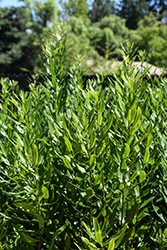 Pacific Wax Myrtle (Myrica californica) at Lakeshore Garden Centres