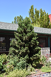 Black Dragon Japanese Cedar (Cryptomeria japonica 'Black Dragon') at Lakeshore Garden Centres