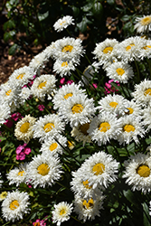 Western Star Pisces Shasta Daisy (Leucanthemum x superbum 'Pisces') at Lakeshore Garden Centres