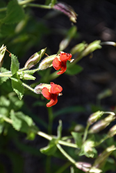 Scarlet Monkeyflower (Erythranthe cardinalis) at Lakeshore Garden Centres