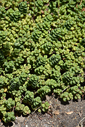 Spreading Stonecrop (Sedum divergens) at Lakeshore Garden Centres