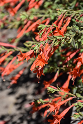 Orange Carpet Creeping Hummingbird Trumpet (Epilobium canum 'PWWG01S') at Lakeshore Garden Centres