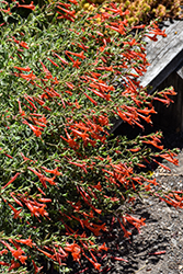 Orange Carpet Creeping Hummingbird Trumpet (Epilobium canum 'PWWG01S') at Lakeshore Garden Centres