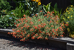 Orange Carpet Creeping Hummingbird Trumpet (Epilobium canum 'PWWG01S') at Lakeshore Garden Centres