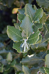 Silk Tassel Bush (Garrya elliptica) at Lakeshore Garden Centres