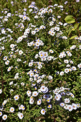 Douglas Aster (Symphyotrichum subspicatum) at Lakeshore Garden Centres