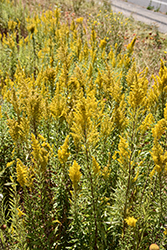Showy Goldenrod (Solidago speciosa) at Lakeshore Garden Centres