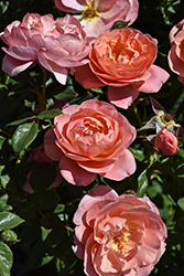 Safari Rose (Rosa 'CLEbronze') at Lakeshore Garden Centres