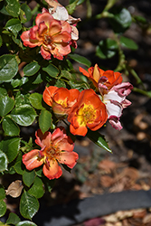 Honey Bee Lovely Rose (Rosa 'JAChaneflocba') at Lakeshore Garden Centres