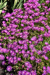 Purple Ice Plant (Delosperma cooperi) at Lakeshore Garden Centres