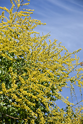Golden Rain Tree (Koelreuteria paniculata) at Lakeshore Garden Centres