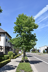 Oregon Ash (Fraxinus latifolia) at Lakeshore Garden Centres