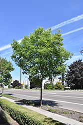 Oregon Ash (Fraxinus latifolia) at Lakeshore Garden Centres