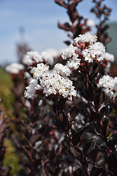 Summerlasting Coconut Crapemyrtle (Lagerstroemia indica 'HOCH873') at Lakeshore Garden Centres