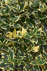 Gold Coast English Holly (Ilex aquifolium 'Monvila') at Lakeshore Garden Centres