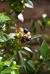 BerryBux Lowbush Blueberry (Vaccinium 'Zf08095') at Peter Knippel Garden Centre