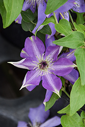 Shimmer Clematis (Clematis 'Shimmer') at A Very Successful Garden Center