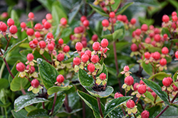 Miracle Grandeur St. John's Wort (Hypericum x inodorum 'Allgrandeur') at Lakeshore Garden Centres