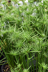 Little Prince Egyptian Papyrus (Cyperus papyrus 'Little Prince') at Lakeshore Garden Centres