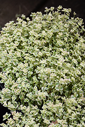 Little Missy Stonecrop (Sedum 'Little Missy') at Lakeshore Garden Centres