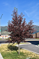 Sucker Punch Chokecherry (Prunus virginiana 'P002S') at Lakeshore Garden Centres