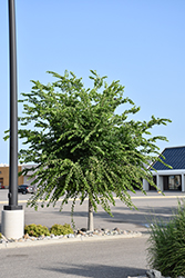 Prairie Expedition Elm (Ulmus americana 'Lewis & Clark') at Lakeshore Garden Centres