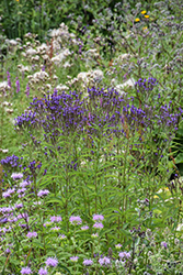 Blue Verbena (Verbena hastata) at Peter Knippel Garden Centre