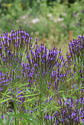 Blue Verbena (Verbena hastata) at Peter Knippel Garden Centre