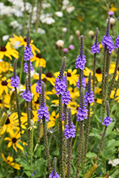 Hoary Vervain (Verbena stricta) at Lakeshore Garden Centres